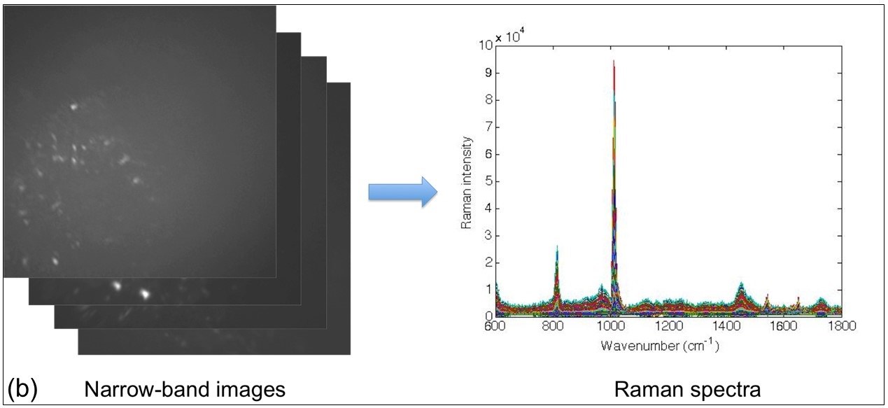 Fast Raman Spectroscopic Imaging